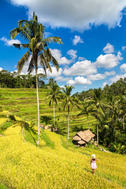 istock Tegallalang rice terrace on Bali 1346460667