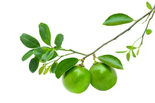 Fresh limes hanging on branch tree with green leaves isolated on white background.