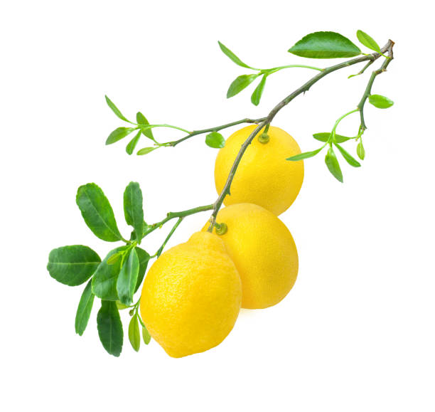 istock Lemon on tree branch with green leaves isolated on white background. 1346461740
