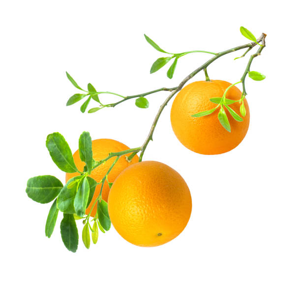 istock Orange fruit hanging on branch tree isolated on white background 1346461807