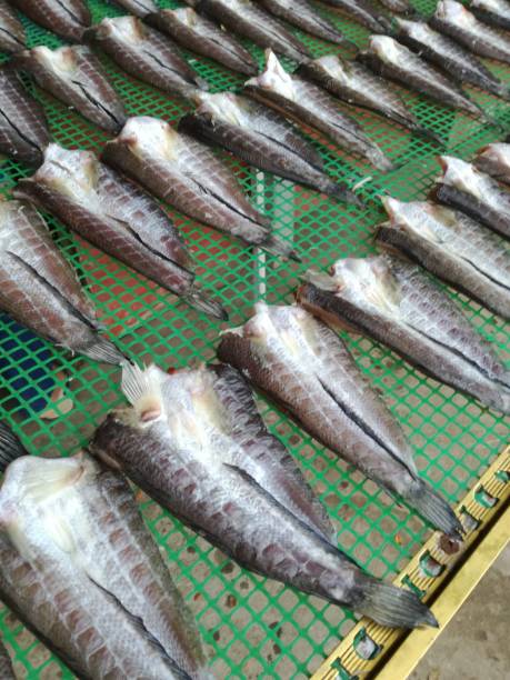 istock Sun dried Snakehead Murrel Fishes on Grid for Cooking 1346462968