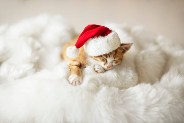 istock a small red kitten sleeps in a santa cap 1346463888