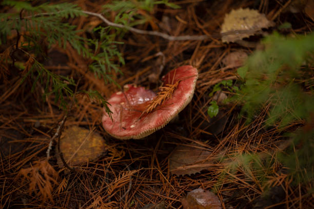 istock Forest in the Fall is full of mushrooms 1346468664