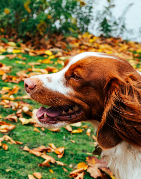 istock Dog searches for something against backdrop the Fall leaves 1346470789