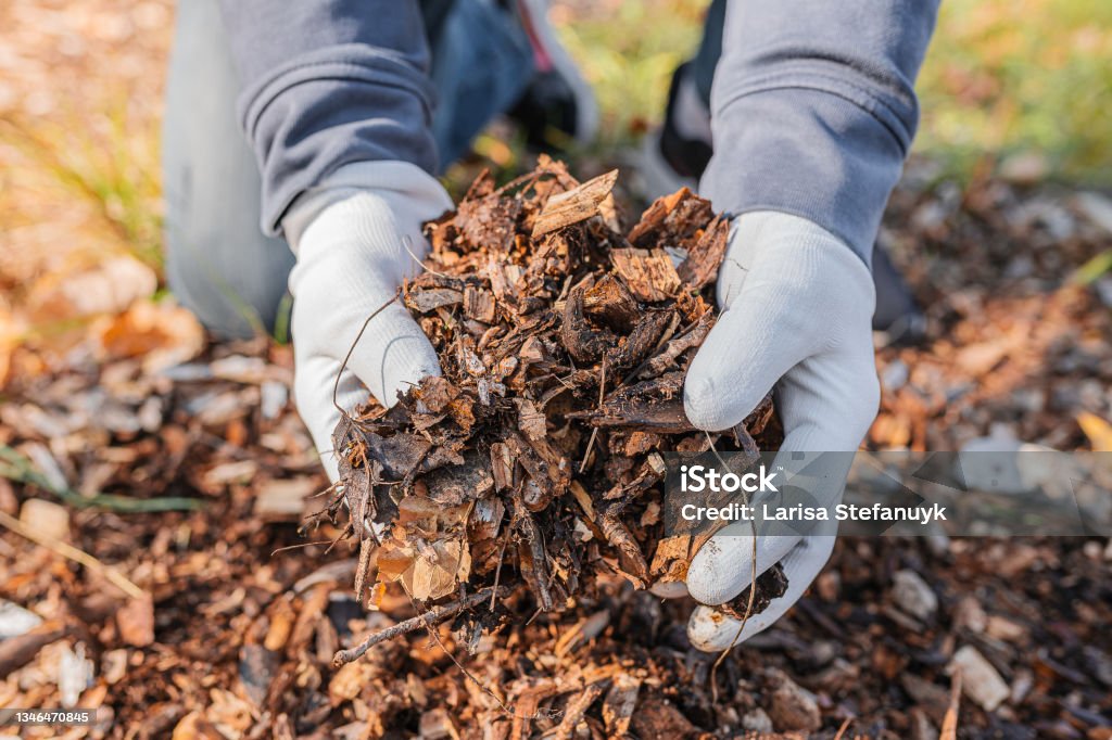 Composting organic waste for soil enrichment The man's hands in gardening gloves are sorting through the chopped wood of the trees. Mulching the tree trunk circle with wood chips. Organic matter of natural origin Mulch Stock Photo