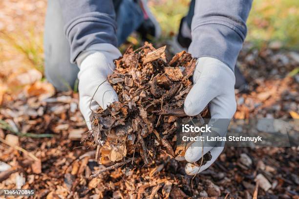 Composting Organic Waste For Soil Enrichment Stock Photo - Download Image Now - Mulch, Compost, Leaf