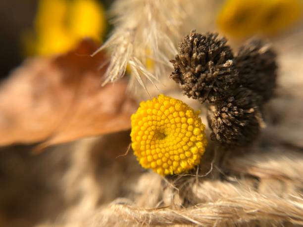 istock Macro shooting of yellow flowers at sunset 1346474006