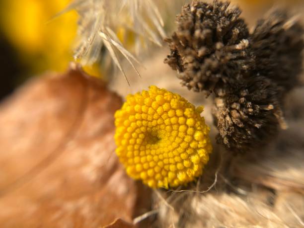 istock Macro shooting of yellow flowers at sunset 1346474068