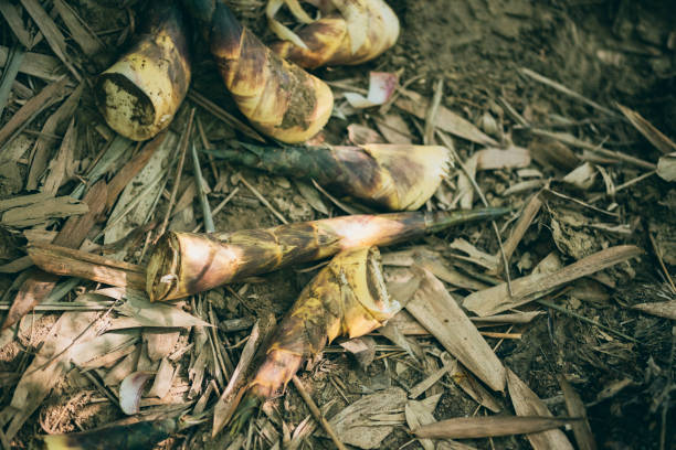 Piles of bamboo shoots