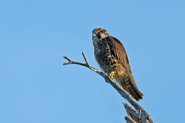 istock Juvenile Peregrine Falcon in a Tree 1346477899