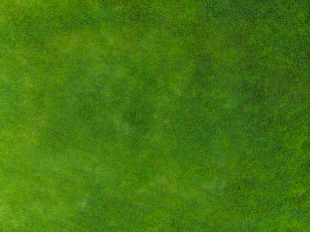 vue de dessus du parc, texture d’herbe naturelle - playing surface photos et images de collection