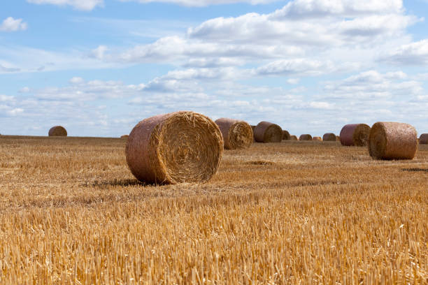 istock agricultural field with straw stacks 1346480151