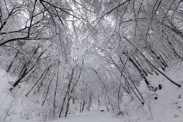 istock park are covered with snow in winter 1346480192