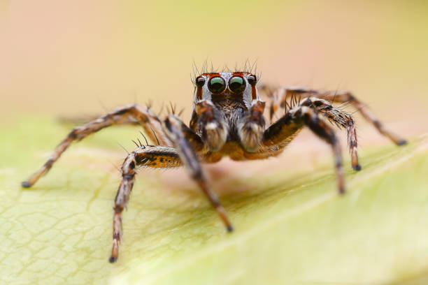 istock macro shot of a jumping spider 1346480437
