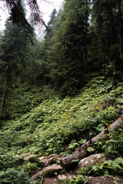istock Deep green autumn overgrown forest for background 1346481031