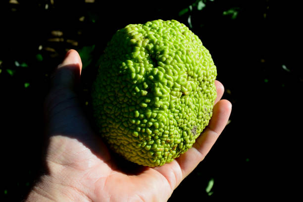 istock commonly known as the Osage orange, horse apple, hedge, or hedge apple tree is a small deciduous tree or large shrub, typically growing to 8 to 15 metres 1346481046