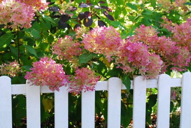 Bush of pink hydrangea with green leaves behind a white fence as a close up Bush of pink hydrangea with green leaves behind a white fence as a close-up rail fence stock pictures, royalty-free photos & images