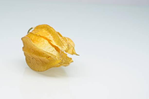 istock Fresh physalis fruits on white background 1346481522