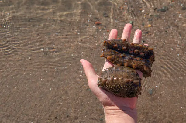 Man holding two freshly caught black sea cucumbers on the palm of his hand