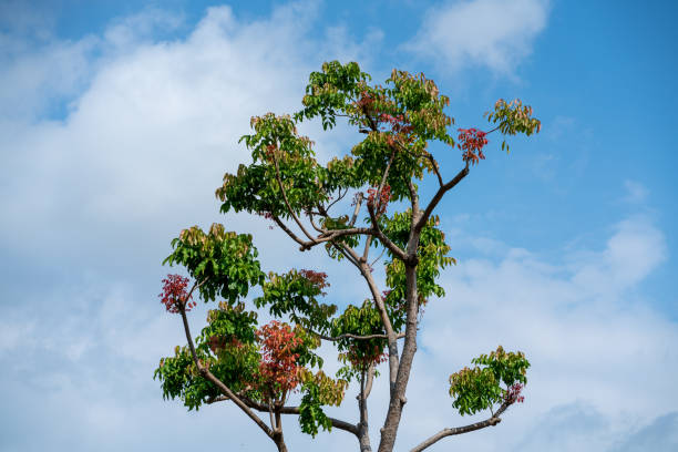 Green and reddish brown leaves tree against beautiful blue sky.