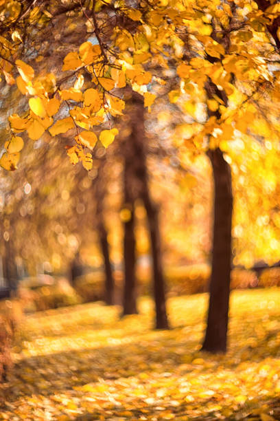 Maple tree in Stanley Park, Vancouver, displays its autumn leaves