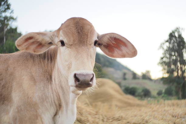 istock Brown calf at  farm in the evening. 1346484582