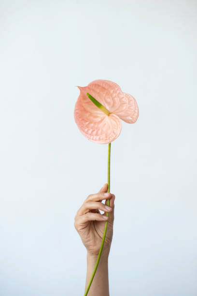 mujer de la mano sosteniendo la flor rosa de anthurium - una sola flor fotografías e imágenes de stock