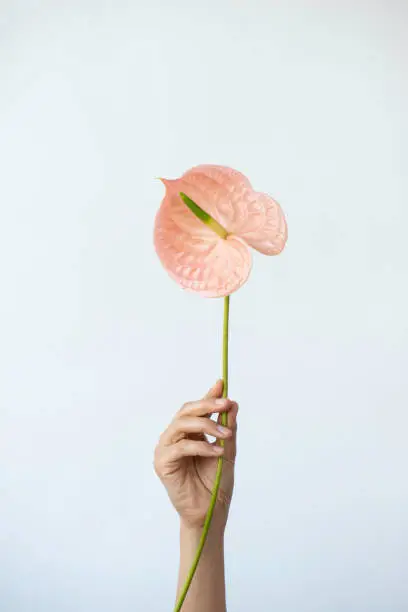 Photo of Woman Hand Holding Pink Anthurium Flower