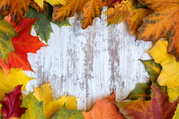 istock Autumn background of multicolored maple leaves with blank space for caption in high resolution 1346485673