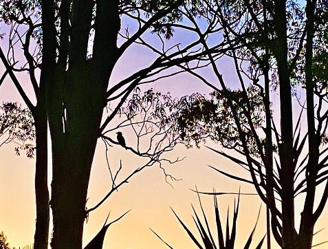 Horizontal landscape of pastel sunset colors through silhouette of natural Australian country bush treeds with kookuburra bird on tree branch in Northern NSW Australia