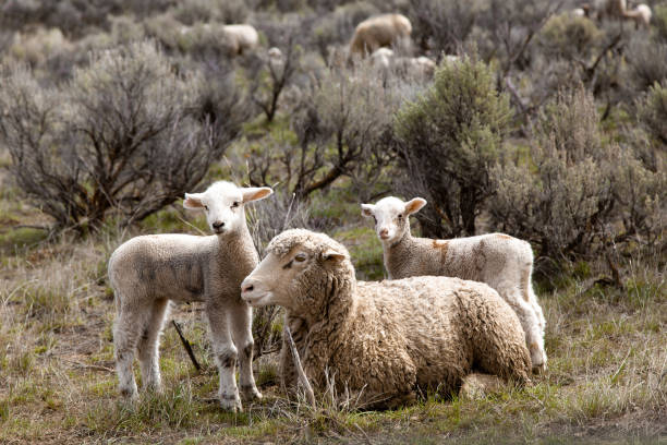 Sheep in a Field, Idaho
