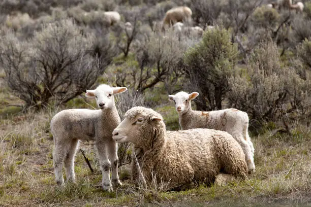 Photo of Sheep in a Field, Idaho