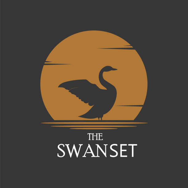 ilustrações, clipart, desenhos animados e ícones de silhueta logotipo cisne no fundo do pôr do sol. logotipo para fazenda de ganso - cisne