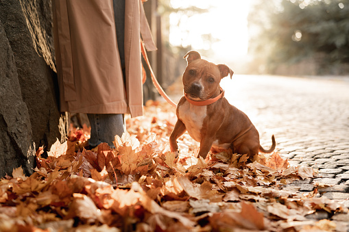 Young woman walking her dog, a cute little bull terrier, on a sunny autumn day.