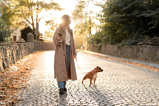 Young woman walking her dog, a cute little bull terrier, on a sunny autumn day. The woman is checking her smartphone while walking.