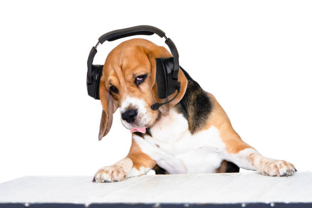 istock funny cute beagle dog with headphones 1346490153