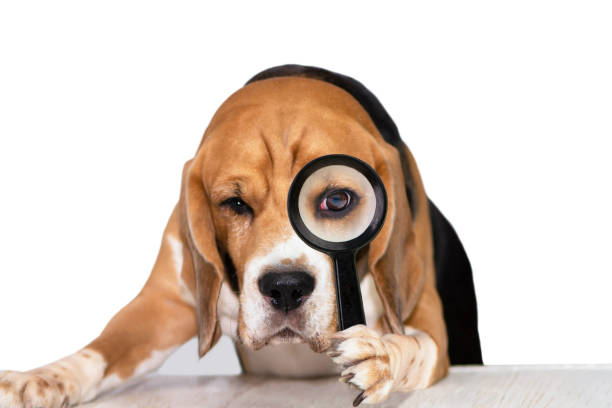 funny dog beagle looks attentively in a magnifying glass - attentively imagens e fotografias de stock