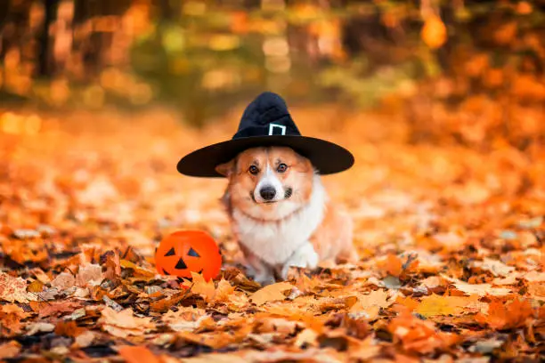 Photo of Halloween greeting card with a funny corgi dog puppy in a black witch hat stands in an autumn park