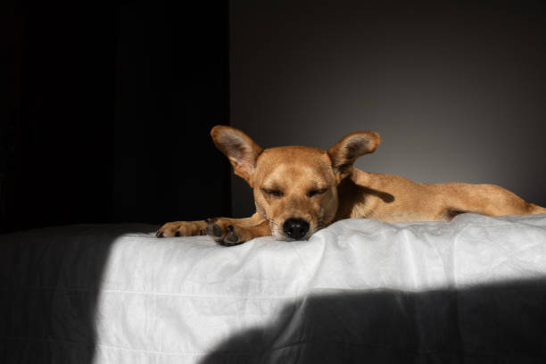 Black sad dog