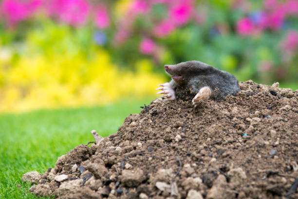 istock Mole on the top of the mole hill 1346492765