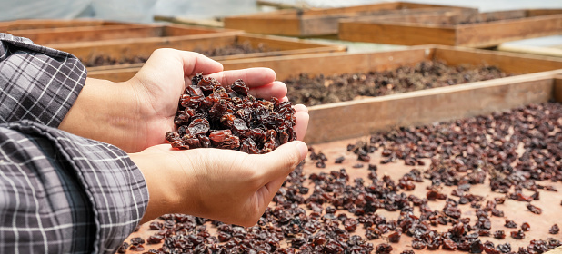 Currant grapes in young woman hand in front of organic raisin drying yard.