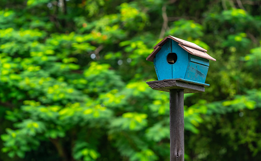 A little house wren sitting on a red birdhouse with a grasshopper in its beak, ready to feed hungry babies. There are actually six babies inside! They build their nest in this little house every spring. Shot with a Canon 5D Mark lV.