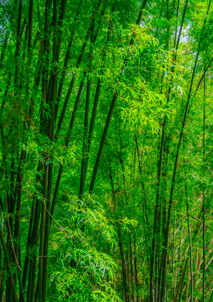 Beautiful bamboo forest, vertical image. The green colour of nature in bamboo forest.