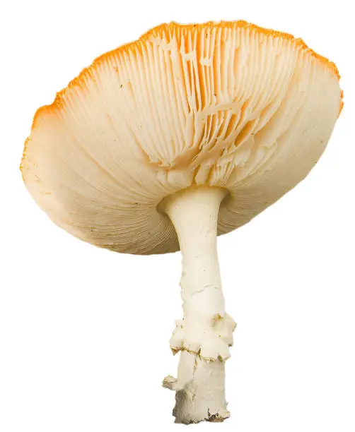 fly-agaric mushroom isolated on the white background