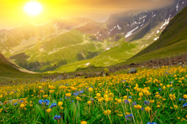 istock alpine mountain meadow at the sunset 1346496429