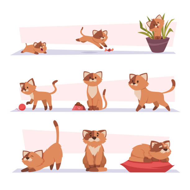 Growth cat. Kitten playing pets stages growing domestic animal exact vector cartoon characters vector art illustration