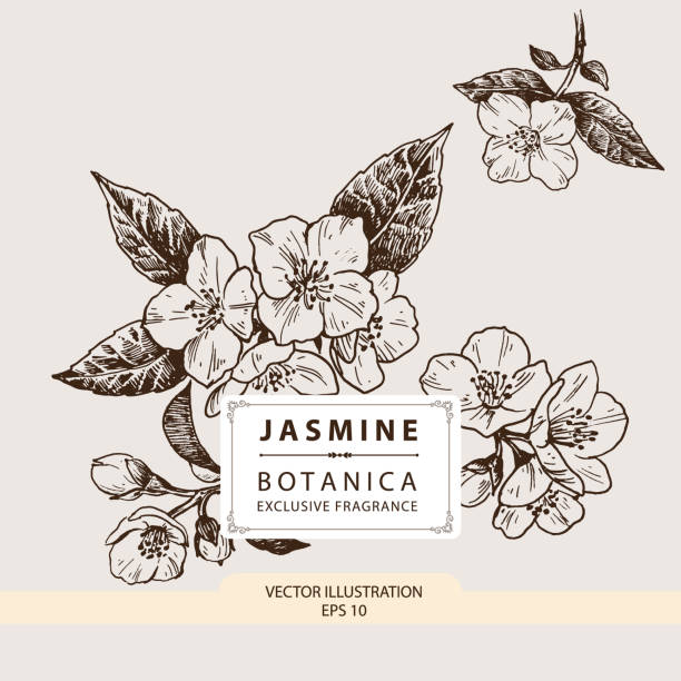 Floral Fragrance, Jasmine flower hand drawn illustration, vector elements winter jasmine stock illustrations