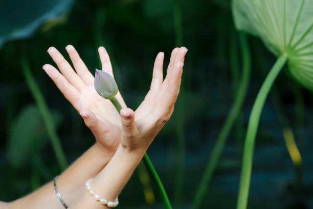A hands of  young woman gently embrace the unopened bud of the lotus flower stock photo