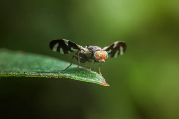 euleia (muszka owocowa) - hoverfly nature white yellow zdjęcia i obrazy z banku zdjęć