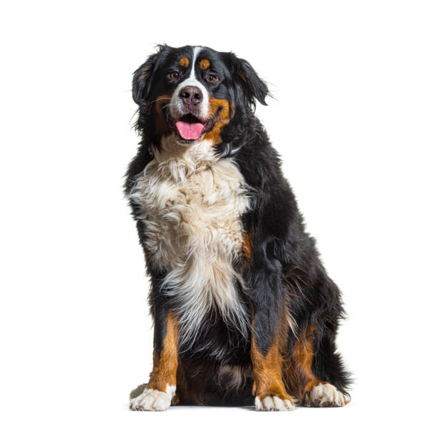 istock Tricolor Bernese Mountain Dog sitting, looking at camera and panting isolated on white 1346500253